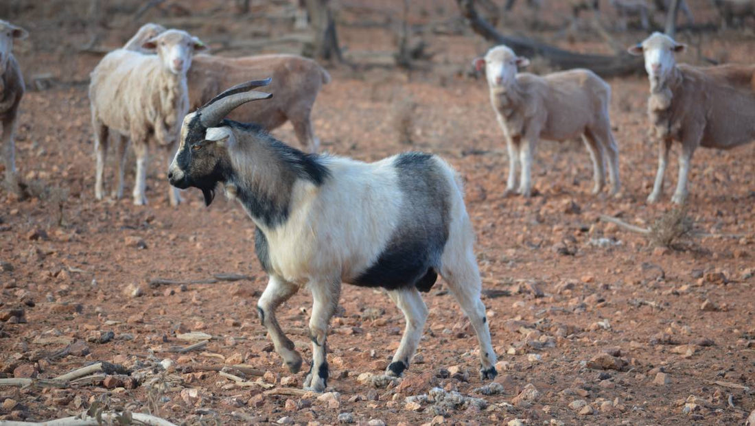 Goat horns, the treat that keeps on giving - Mountains Natural Pet Foods