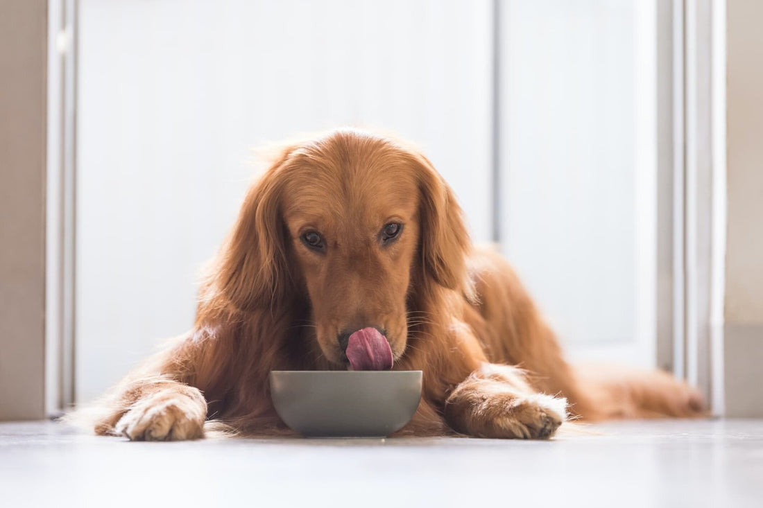 Nourishing Your Canine Companion: The Benefits of Mountains Natural Pet Foods' Raw Pet Mince - Mountains Natural Pet Foods